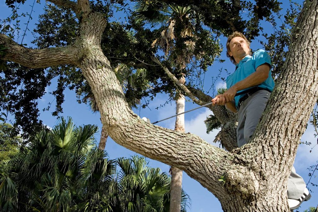 Das Foto, das 1981 um die Welt ging: Beim Turnier in Fulford / York kletterte Langer in der dritten Runde auf einen Baum und spielte den Ball von dort aufs Grün. Die Szene stellte Fotograf Stefan von Stengel für dieses Bild auf einem ähnlichen Baum in Florida nach.