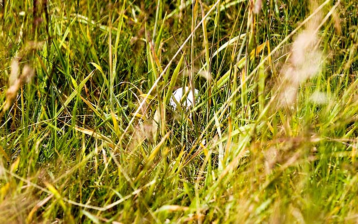 Spielrichtung über Hardrough: Regel R17.1d nicht anwendbar (Foto: picture-alliance)